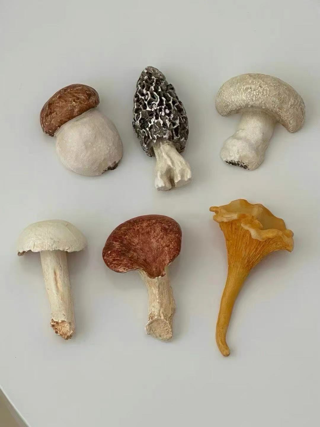 Collection of various mushrooms on a light gray background