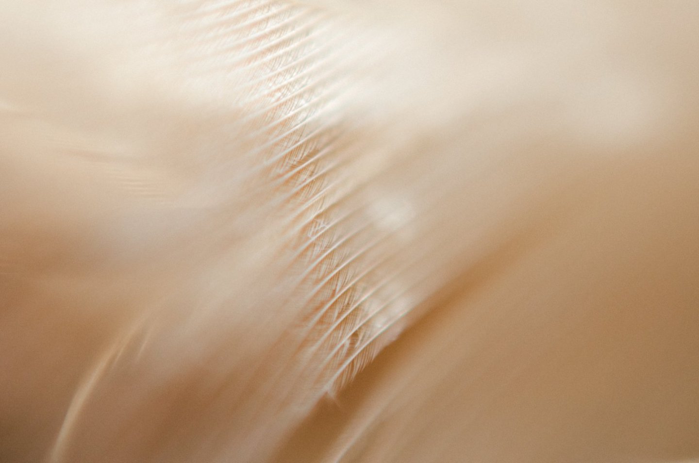 Close-up of a feather with a soft, blurred background