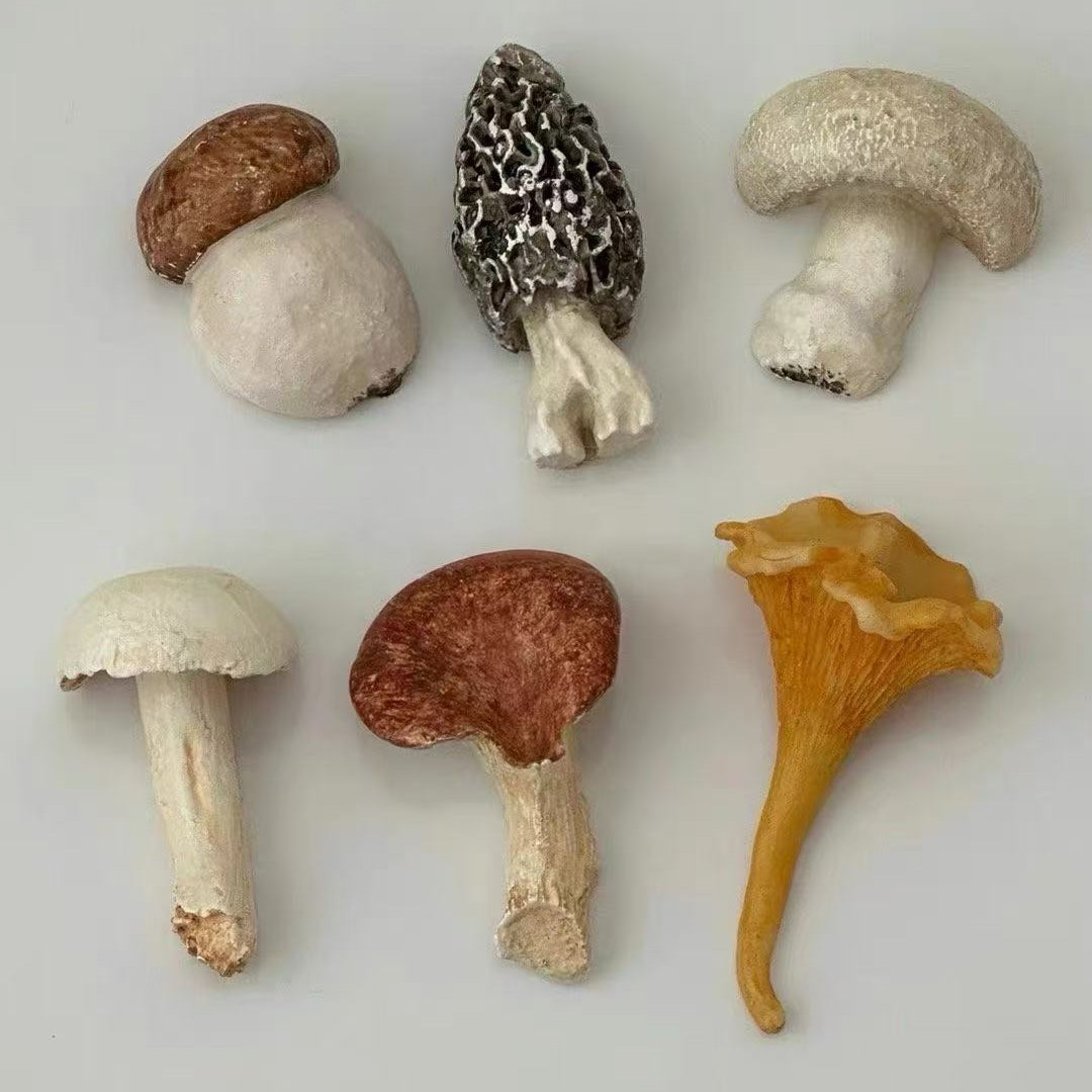 Collection of various mushrooms on a light gray background