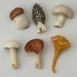 Collection of various mushrooms on a light gray background