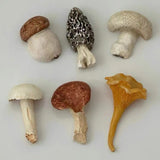 Collection of various mushrooms on a light gray background