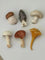Collection of various mushrooms on a light gray background