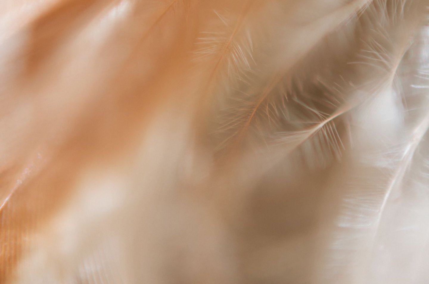 Close-up of soft, light brown feathers