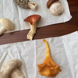 Assorted mushrooms on a white paper background