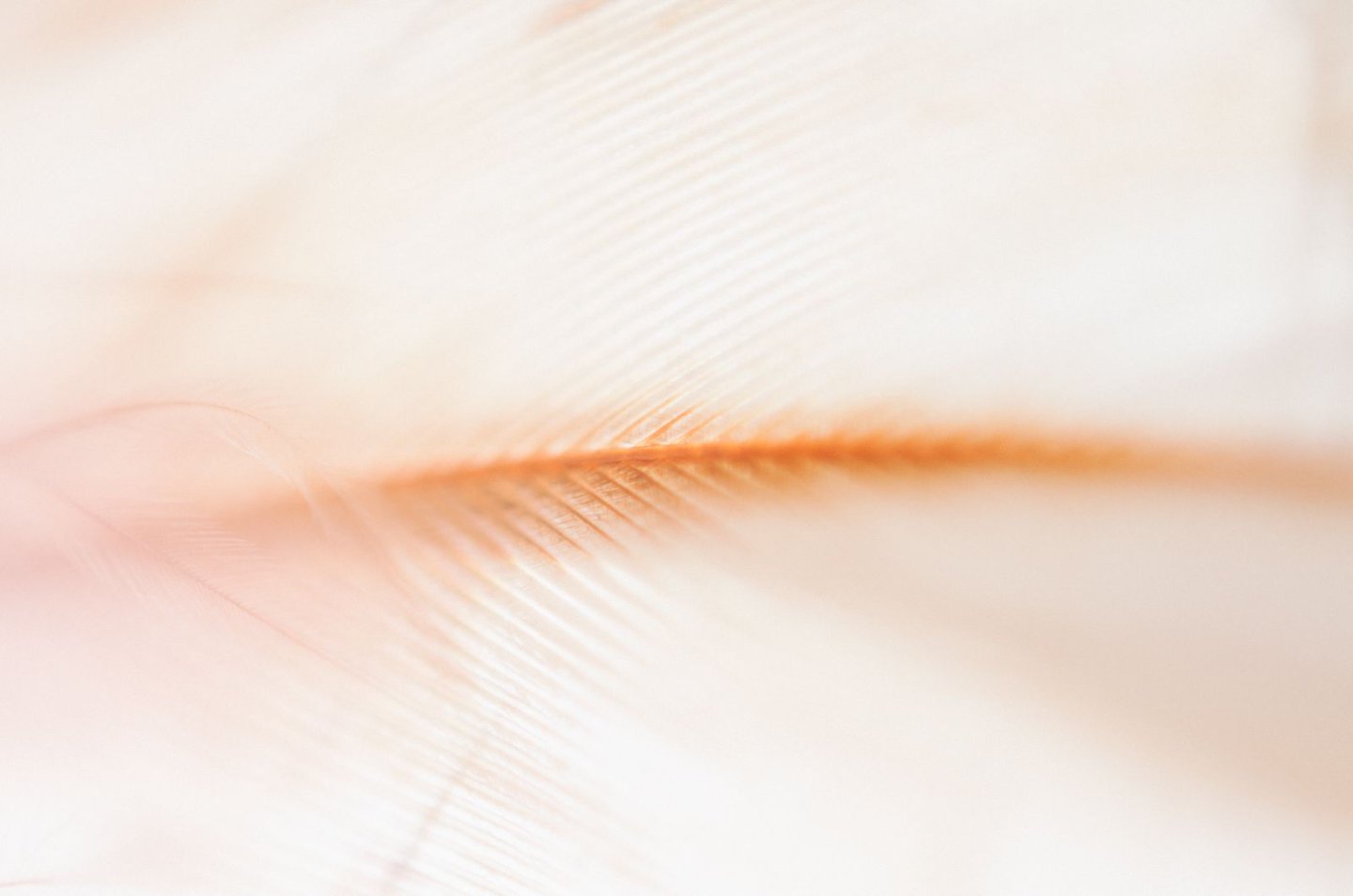 Close-up of a feather with a soft, blurred background
