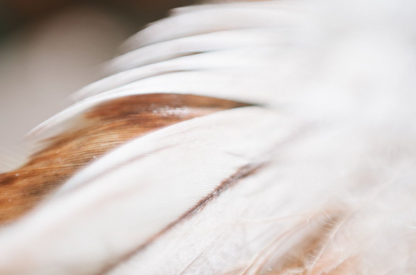 Close-up of a horse's mane with a blurred background
